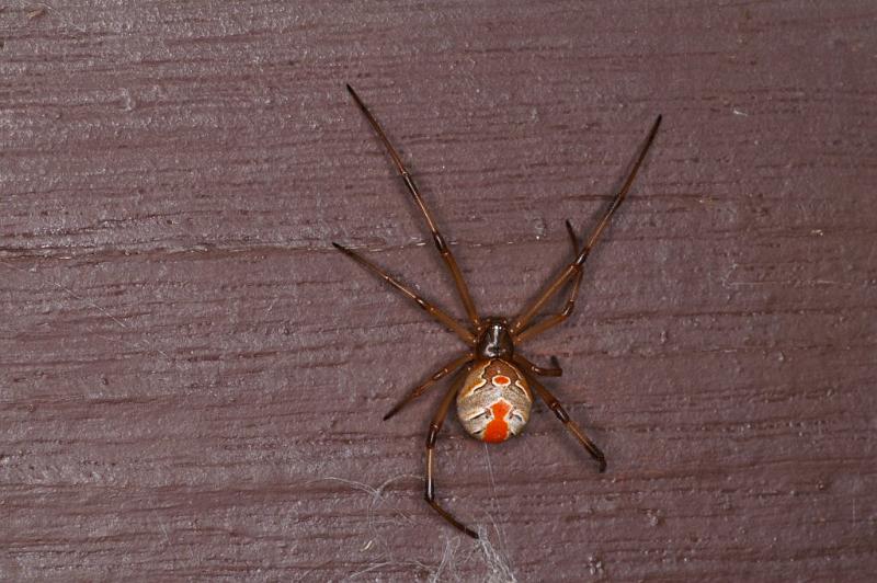 Latrodectus_hasselti_D3410_Z_85_E. of Nuendah homestead_Australie.jpg